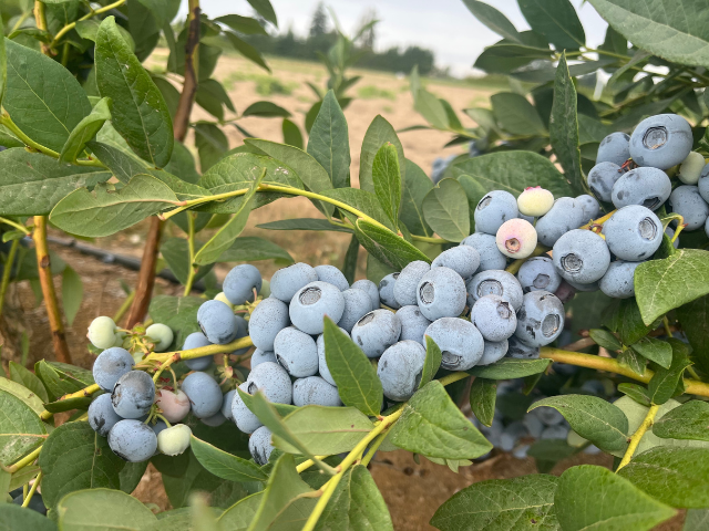 globalplantgen's tweet photo. We’ve had a great week in #Oregon together with our blueberry breeding partners, Oregon #Blueberry and a range of #international #crop specialists.

The quality of the #genetics coming through the programme has enthused us greatly for both the near &amp; far future.

Stay tuned! https://t.co/0e4ILEOtPq