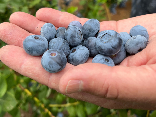 globalplantgen's tweet photo. We’ve had a great week in #Oregon together with our blueberry breeding partners, Oregon #Blueberry and a range of #international #crop specialists.

The quality of the #genetics coming through the programme has enthused us greatly for both the near &amp; far future.

Stay tuned! https://t.co/0e4ILEOtPq