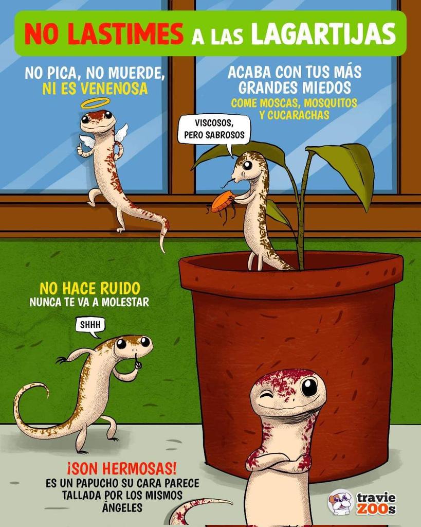 ViralUltimaHora's tweet photo. SÍGUENOS y RETUITEAR / #ÚltimaHora - No lastimes a las #Lagartijas.

¿QUÉ OPINA?

 #Entérate #breakingnews #Viral #ElMexiquenseVIP #DifusiónMAZorro 
Crédito: TravieZOOs https://t.co/AzF4q3kJKn