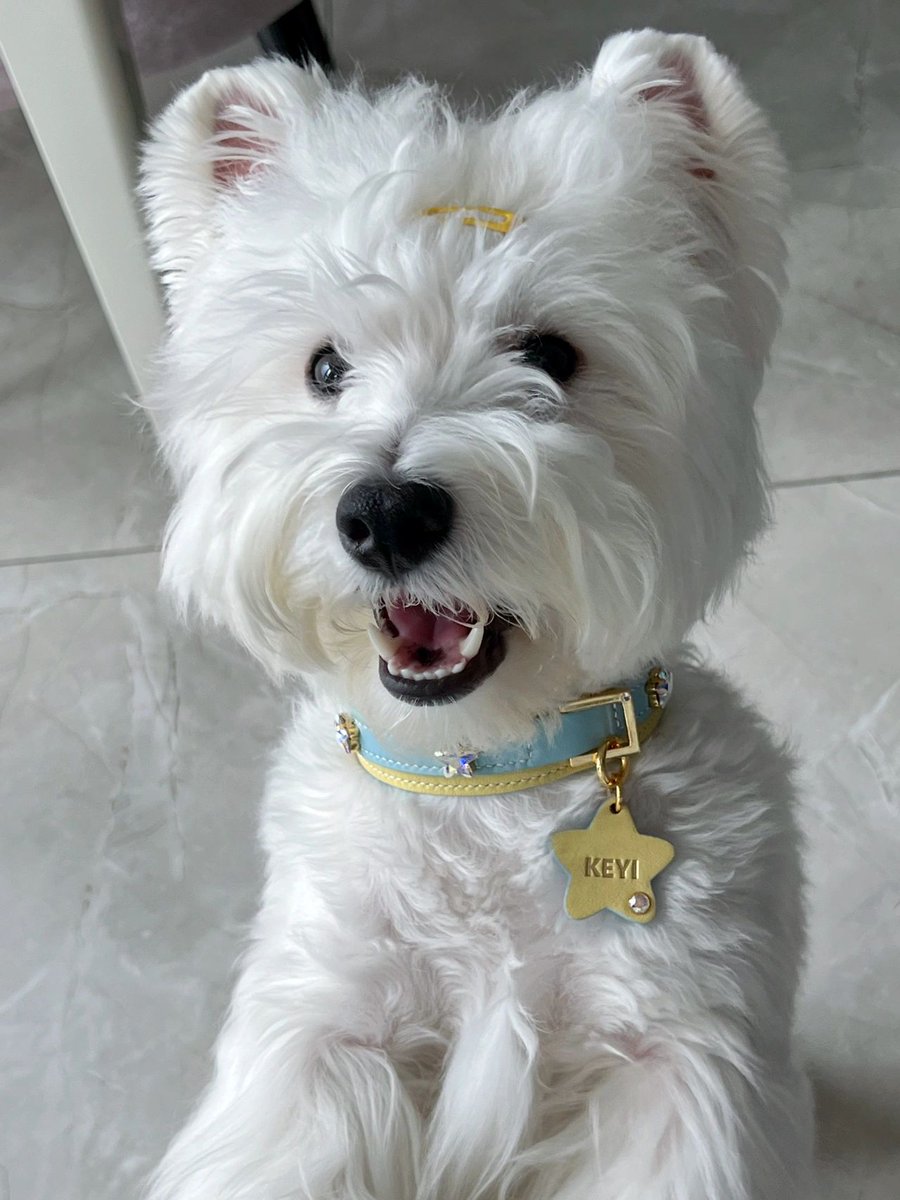 Blue and yellow for the little prince.
If you are interested, please DM📷
#idinhoo #customizeddesign #dogtagnecklace #doglover #customizedproducts #personaliedservice #petshop