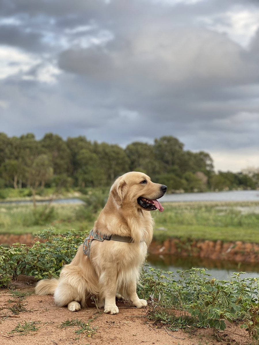 oscarspawpaw's tweet photo. What’s your weekend plans?
#oscarwonderpup #goldenretriever https://t.co/lX1z8rDU8d