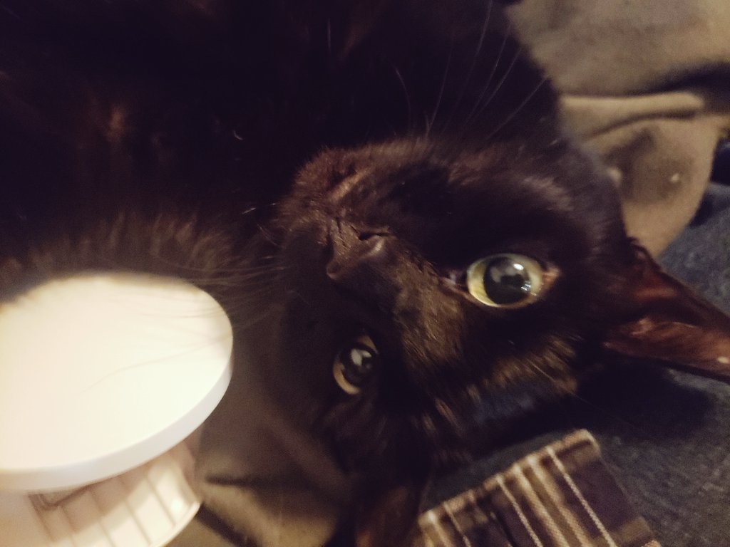 JeremyWrites's tweet photo. @mssakshinarula Hi! Our cat Amara always helps cheer me up or calm me down — she our little empath. She always knows when anyone is upset and needs a friend. I hope she can virtually lift you up a bit today, too. Sorry you were feeling deflated earlier. Wishing you a better tomorrow. https://t.co/YhInW4jmds