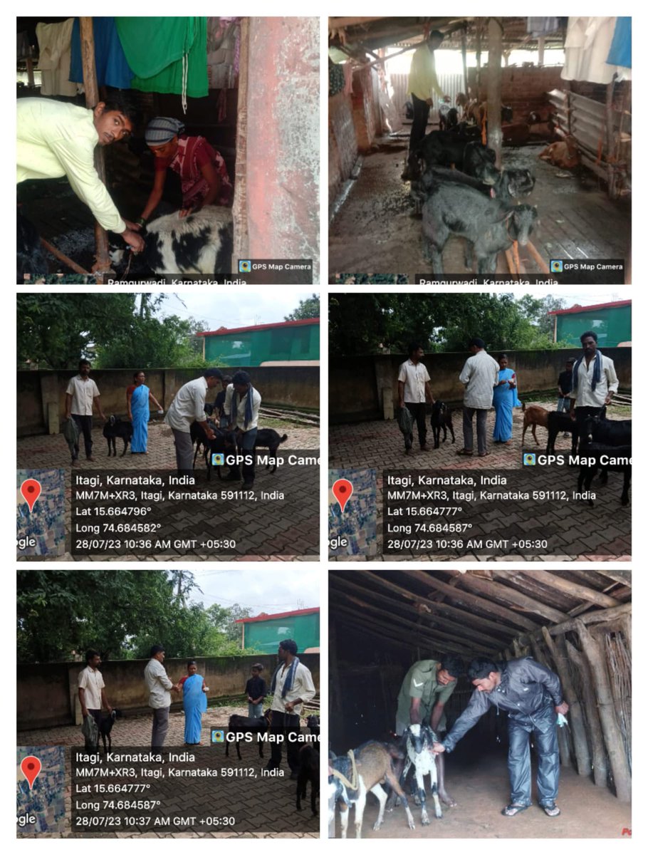 AHVS_Karnataka's tweet photo. ದಿನಾಂಕ 28-07-2023 ರಂದು ಬೆಳಗಾವಿ ಜಿಲ್ಲೆಯ ಖಾನಾಪುರ ತಾಲೂಕಿನ ವಿವಿಧ ಗ್ರಾಮಗಳಲ್ಲಿ ಕುರಿ ಮತ್ತು ಮೇಕೆಗಳಿಗೆ ಪಿ.ಪಿ.ಆರ್ ಲಸಿಕಾ ಕಾರ್ಯಕ್ರಮವನ್ನು ಡಾ. ಎ. ಎಸ್. ಕೂಡಗಿ, ಮುಖ್ಯ ಪಶು ವೈದ್ಯಾಧಿಕಾರಿಗಳು (ಆಡಳಿತ) ರವರ ನೇತೃತ್ವದಲ್ಲಿ ಹಮ್ಮಿಕೊಳ್ಳಲಾಯಿತು.
#Belagavi #PPRvaccination https://t.co/Wevpebym7F