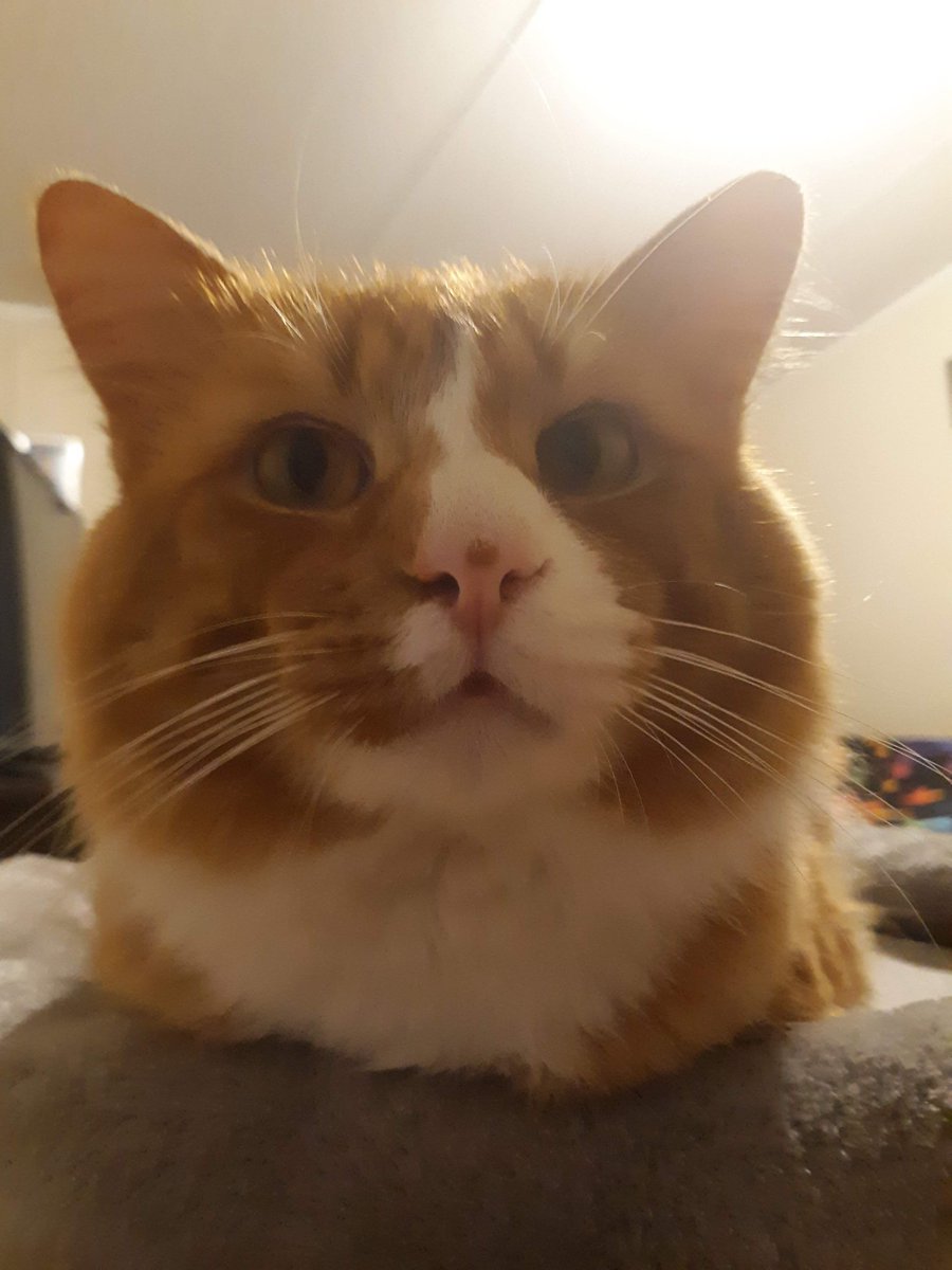 MacTheGingerCat's tweet photo. It's almost Mac's 7th birthday! 🎂🎉🎈🎊  

And I know he doesn't really know what a birthday is, but I'm broke and also we don't have any more room for big cat trees/houses etc so birthday ideas anyone? 

#CatsOfTwitter https://t.co/ycKw1ht9gB