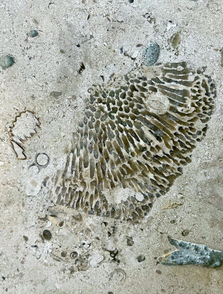 NHM_Bryozoa tweet media
