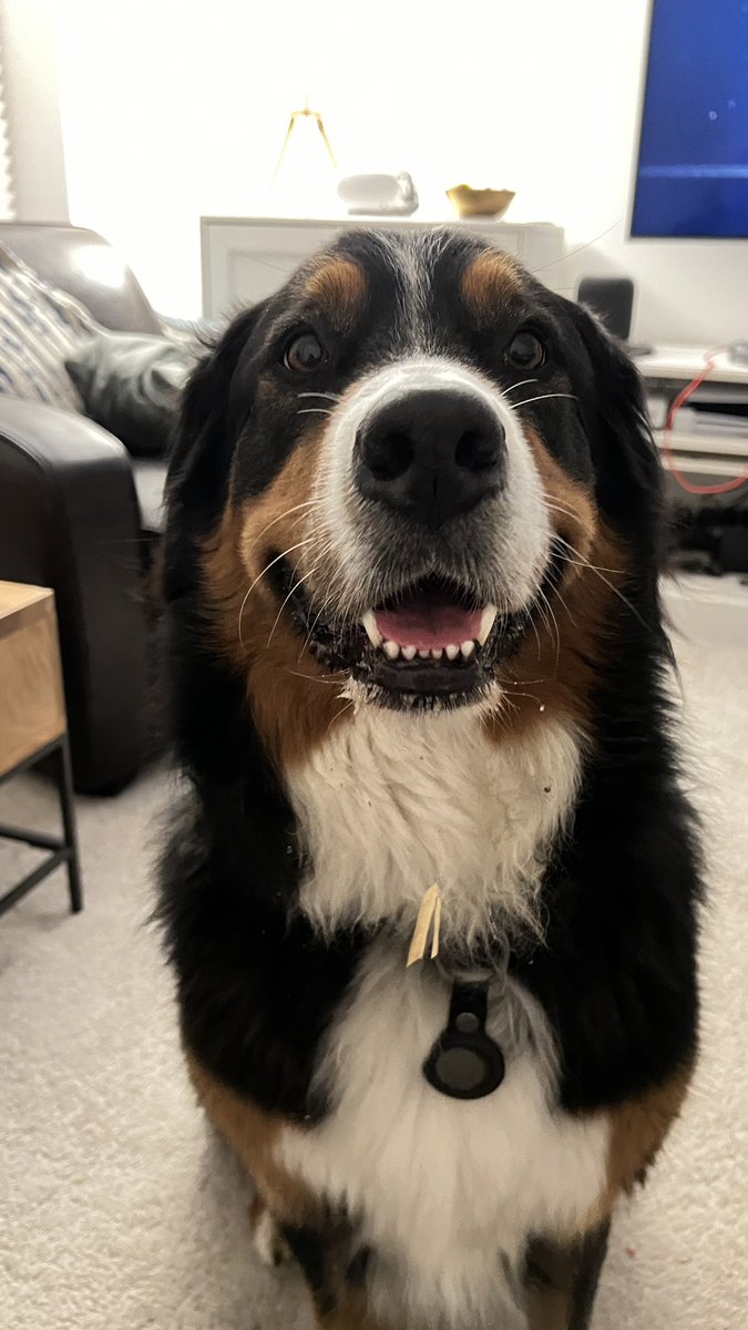 Maggie Dog tweet media