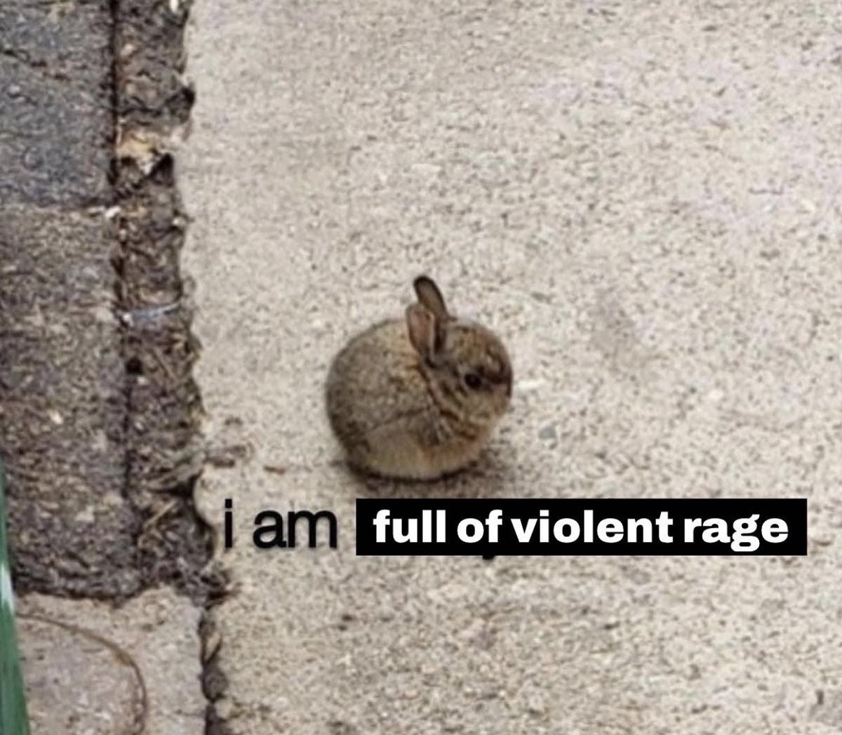 The Notorious J.O.V. (@whotfisjovana) on Twitter photo 