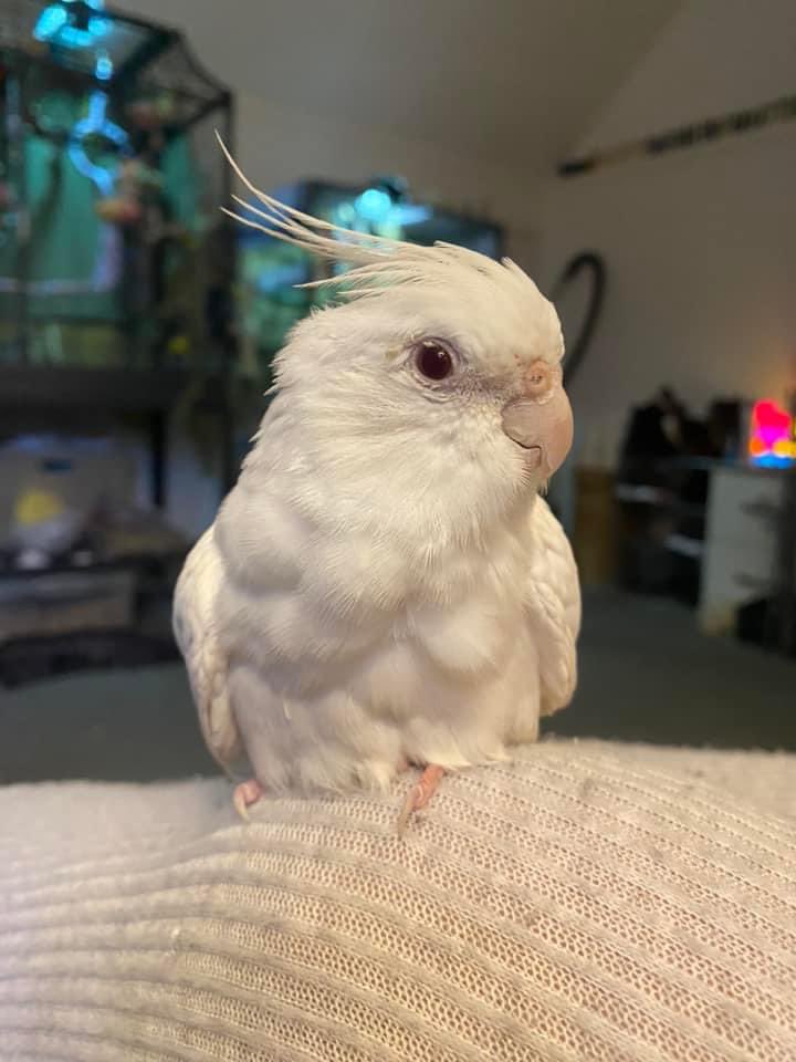 Freddie The Tiel tweet media