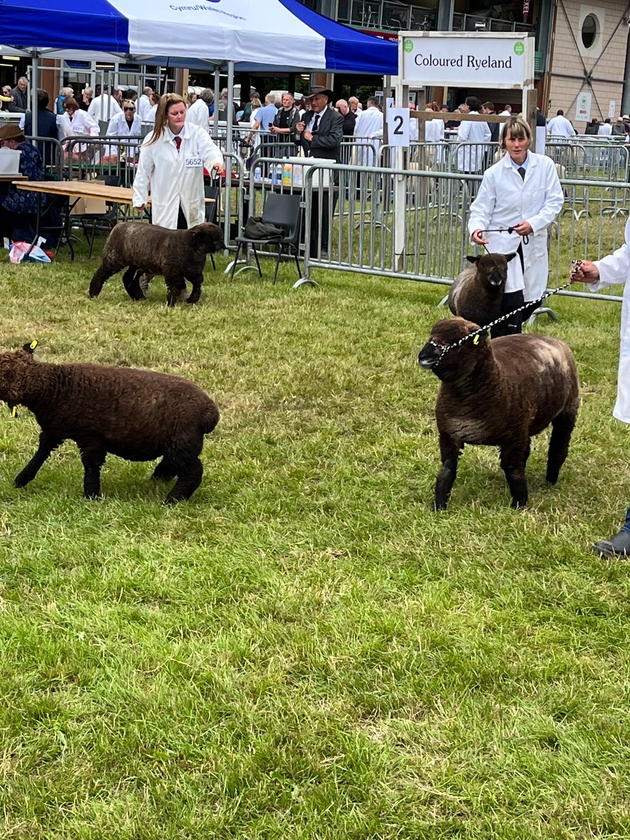 WattsCommercial's tweet photo. On Tuesday, our Senior Commercial Manager, Nathan Amey,  represented us at The Royal Welsh Show alongside Pennant Finance. Nathan enjoyed the day meeting lender partners in the agricultural sector #royalwelshshow #wattscommercial #wattstheanswer #pennantfinance https://t.co/ZlZodjvZ3Z