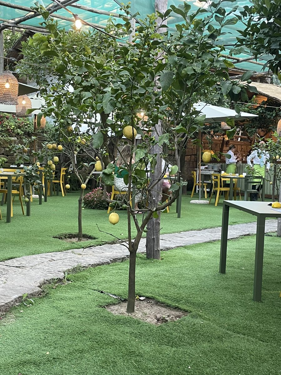 MsMiletto's tweet photo. Dinner in the lemon grove 🍋 🍽️ https://t.co/NtqGykmYHT