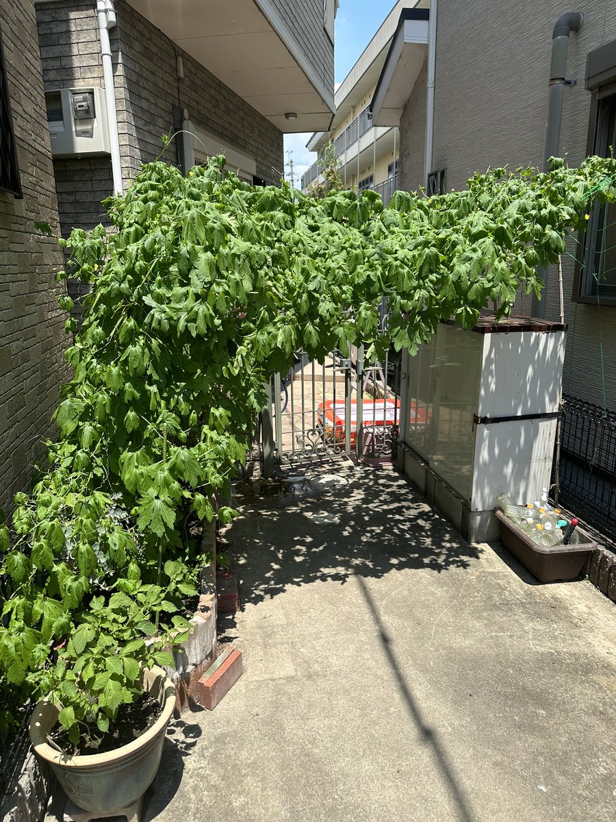 jave_mad's tweet photo. 長らく実家に帰ってなんだら、入口はジャングル化してたんや。 https://t.co/gLpYK1Kt2T