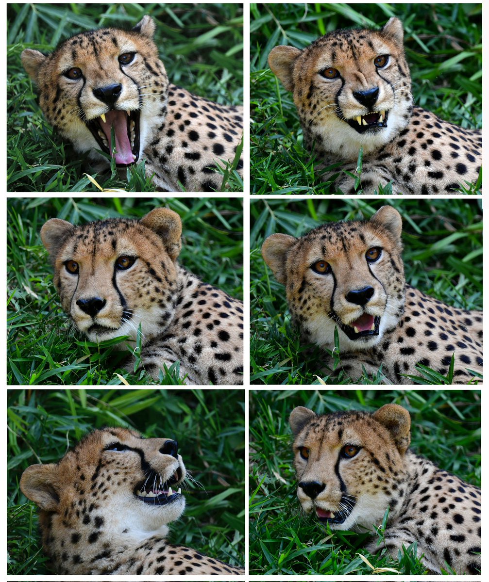 nanata35047722's tweet photo. ザオウくんで、お疲れさまです🍺🐆
#多摩動物公園
#チーター
#cheetar https://t.co/c75nEOBDbP