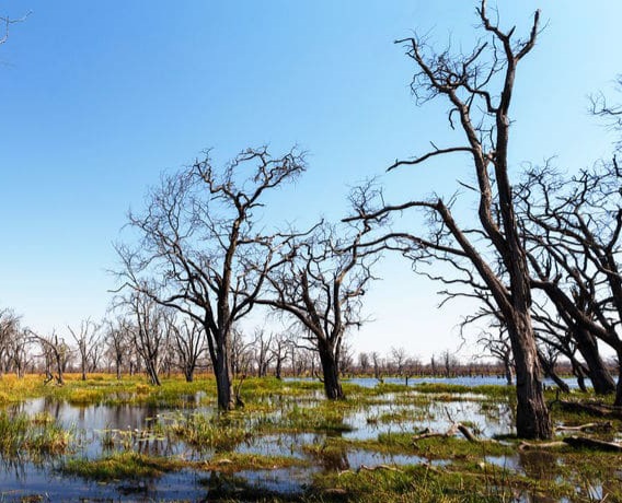 HotelInsonmia's tweet photo. El río Cubango nace en Angola y de allí cruza la frontera con #Namibia2023, donde se llama Kavango. Al llegar a #Botswana2023 se conoce como Okavango y lo lógico sería que siguiera perdiendo países y cambiando de nombre, hasta llegar al Océano Índico o unirse al Zambece. Pero no https://t.co/LEmIdVMSbU