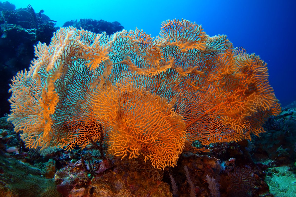 SoniaJRowley's tweet photo. Annella Gray, 1858
#mmr #mesophotic #gorgonian #octocoral #divesoft
#mesophoticdiving #rebreatherdiving #Indonesia https://t.co/WVwgMlUYzN