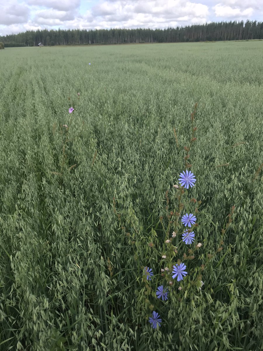 EVihonen's tweet photo. #Luomukaurassa monimuotoisuutta. #Sikuri jäänyt viherlannoituksesta kasvuun. Vois olla enemmänkin, koska #pölyttäjät tykkää. #Luomu #aluskasvi #kaura https://t.co/6v30kNowN0