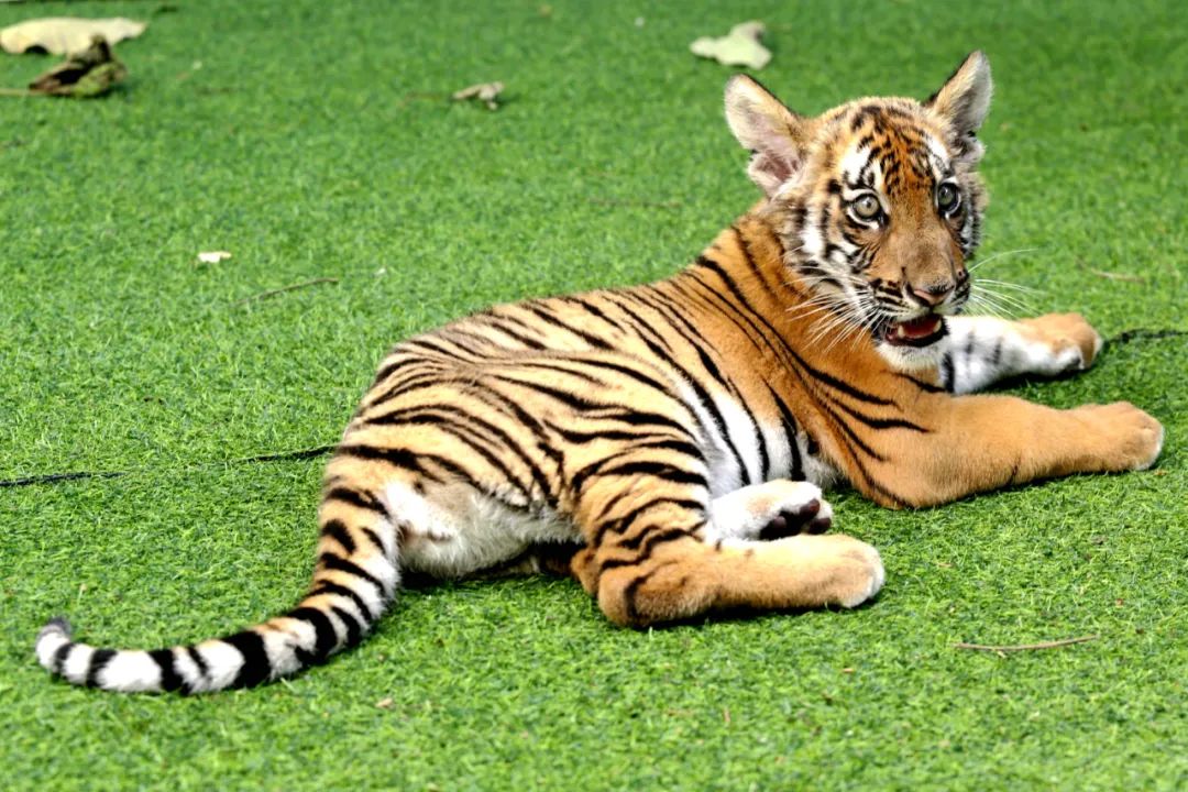 iGuangdong's tweet photo. July 29 marks #GlobalTigerDay and we want to celebrate the day with the South China tigers🐯 in #Shaoguan, South China’s #Guangdong province.
🙌💚Join us in efforts to achieve harmony between humans and nature! #EcoGD #GDupdates @GreenChina2030 https://t.co/x343W0WE5G