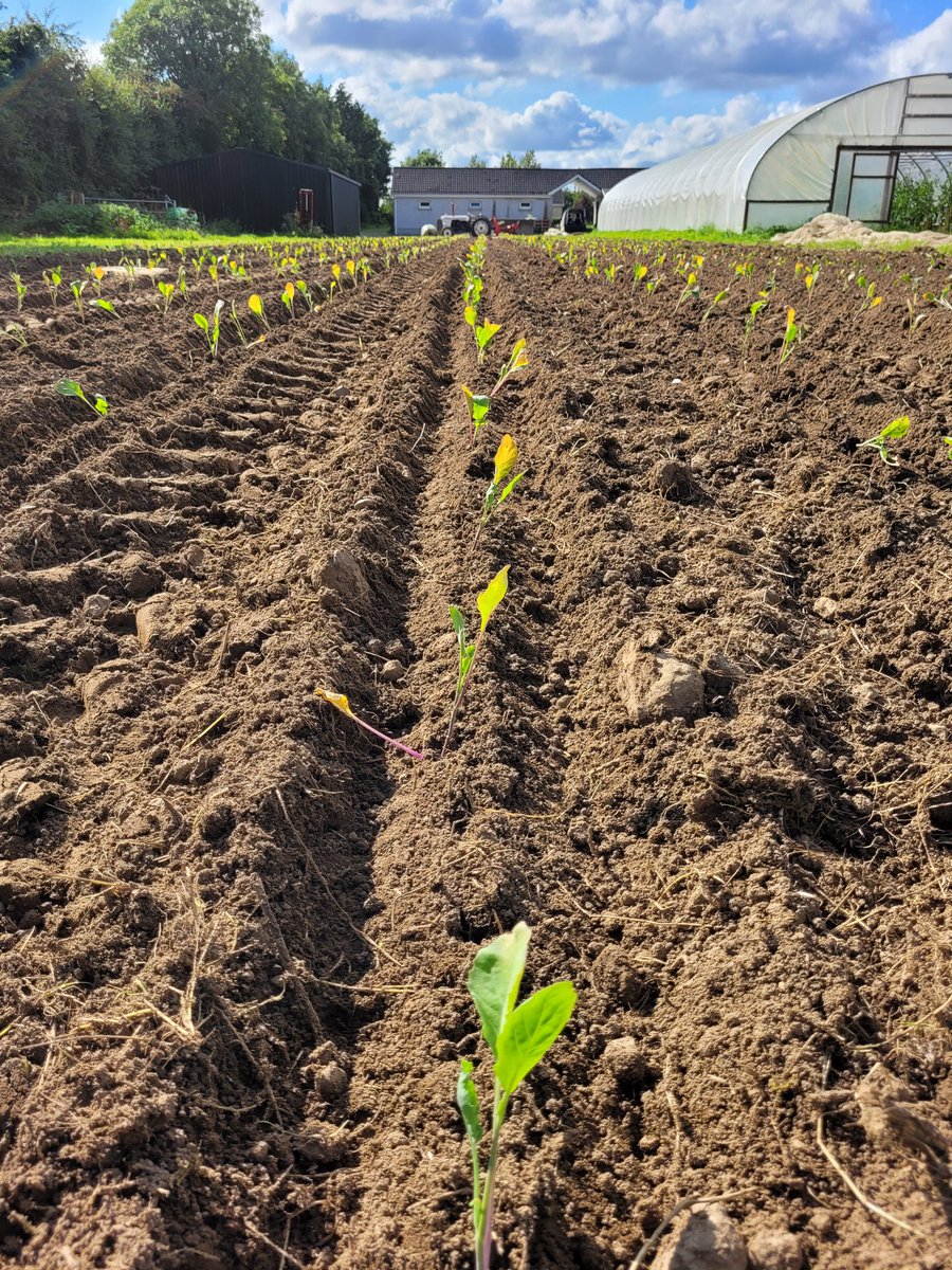 The last of the season's brassicas planted yesterday . #mediterraneaninspired #grownherenotflownhere #ballincareyfarm