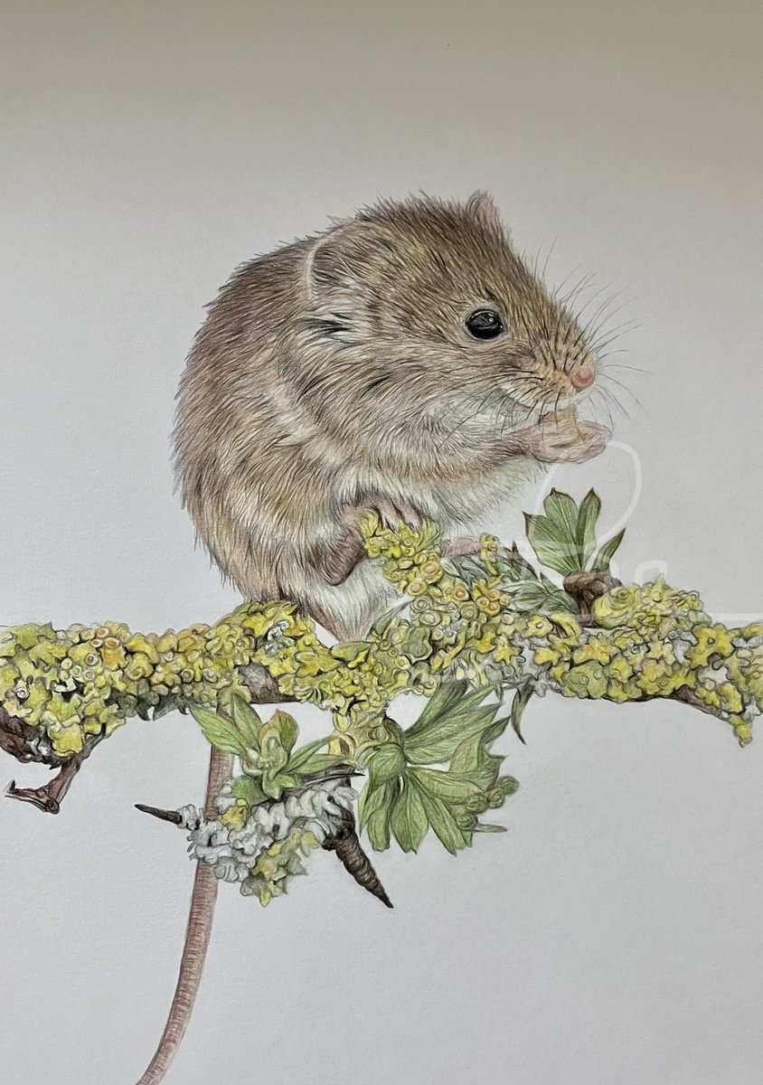 Lisa Wellwood Artist tweet media