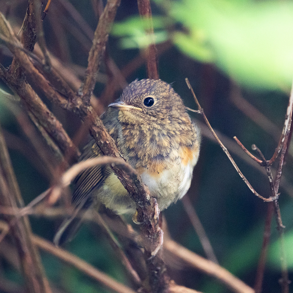 NatureActivity's tweet photo. Here is a robin fledgling in praise of birds on a day when the iconic twitter symbol has been replaced with an ominous-looking X. https://t.co/wSbIxyMuXy