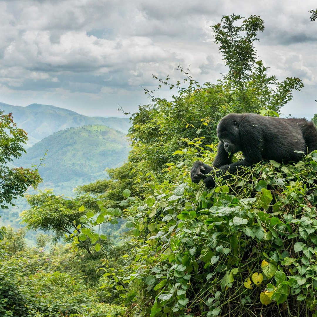 Whether you're a seasoned nature enthusiast or just looking for a once-in-a-lifetime experience, Bwindi Impenetrable National Park is sure to impress!

visit us @ gorillatrips.net/uganda-tours-a…

Call: +256-775-564060

info@gorillatrips.net
#uganda #mountaingorilla #bwindi #photography