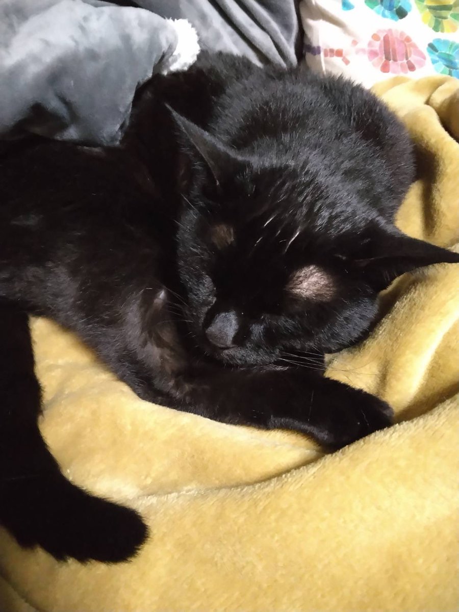 こうや ( ◜𖥦◝ ) tweet media