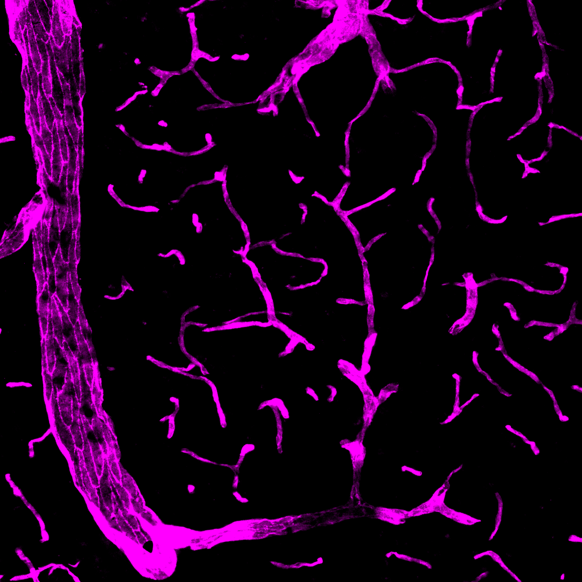 Absolutely blown away by this image, capturing an entire capillary bed 🧠🔬 revealing the intricate vascular network supporting brain function 🌐 
The brain is a masterpiece of complexity! 🐭💫 #Neuroscience #FluorescenceFriday  #Immunohistochemistry #ScienceIsBeautiful