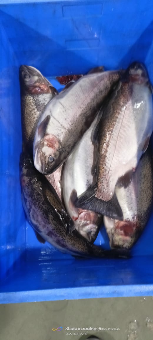 DimriSusheel's tweet photo. Jagthana Parthmik Matasay Jivi Samiti @ Bageshwar , Himalayan Rainbow Trout # Uttarafish Outlet.
@basava_ias @pramodADF @BahugunaUK @UttaraFish @Uttarakhandcoo1 @Assista02067351 https://t.co/ReD067RgOO
