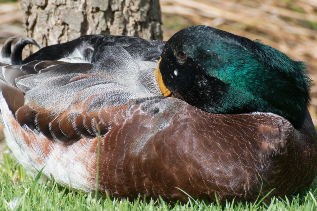 danclough6's tweet photo. The Mallard duck is so beautiful.
#Ducks #animals #wildlifephotography #wildlife #animalphoto #duckphotography #Australia #explorecountry #countryanimals https://t.co/lZq9JOWMTa