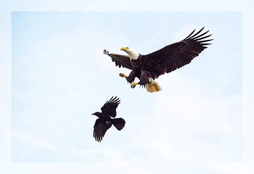 ChinaksOfLagos's tweet photo. STORY THREAD!!!

The only bird that dares to peck an eagle is the crow. The crow sits on the eagles back and bites his neck. The eagle does not respond, nor fights with the crow; he doesn’t spend time or energy on the crow, instead he just opens his wings and begins to rise... https://t.co/5BIMmGO7x1