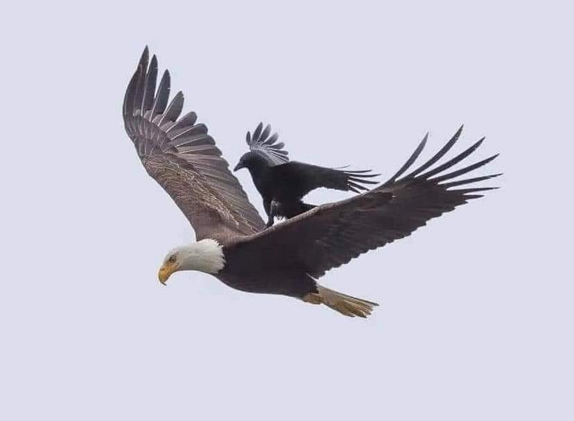 ChinaksOfLagos's tweet photo. STORY THREAD!!!

The only bird that dares to peck an eagle is the crow. The crow sits on the eagles back and bites his neck. The eagle does not respond, nor fights with the crow; he doesn’t spend time or energy on the crow, instead he just opens his wings and begins to rise... https://t.co/5BIMmGO7x1