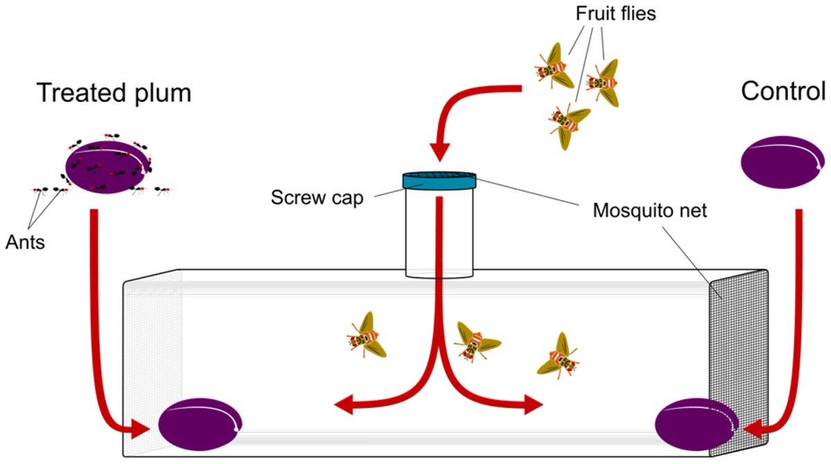Insects_MDPI's tweet photo. #insects Paper Published
📚Keep Your Eggs Away: #Ant Presence Reduces Ceratitis capitata Oviposition Behaviour through Trait-Mediated Indirect Interactions
By Stefania Smargiassi et al.
📷https://t.co/FTJjLjVdAU
#semiochemicals #insectpest https://t.co/p4eHrJ6LAJ