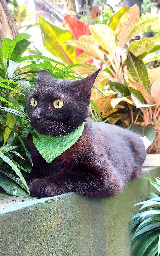 Happy #WorldCatDay everyone!!😺
Here's a cosplay pic of our team member's cat, Nixie, as Kipps from #PotionPermit.
Share some love for your furry friends in the comments! 
#InternationalCatDay #CatsOfTwitter