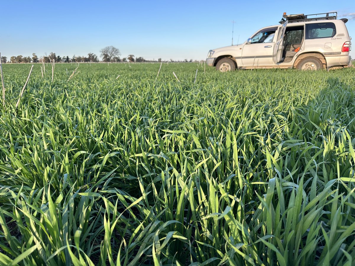 Clay soil farmers in southern NSW are loving the conditions in 2023. After a couple of very wet years, the crops are set up to utilise the stored soil water. Cruising in 100 series also makes for a comfortable afternoon of crop checking. @stephen_hatty