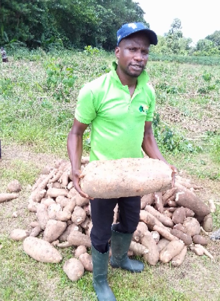 AtuAndrew's tweet photo. With Good Agricultural Practices, improved crop variety and management farmers can smile to the Bank. This cassava tuber weighed 11.3kg, imagine what will come out from 1ha of farmland. https://t.co/iD1nEoxvTh