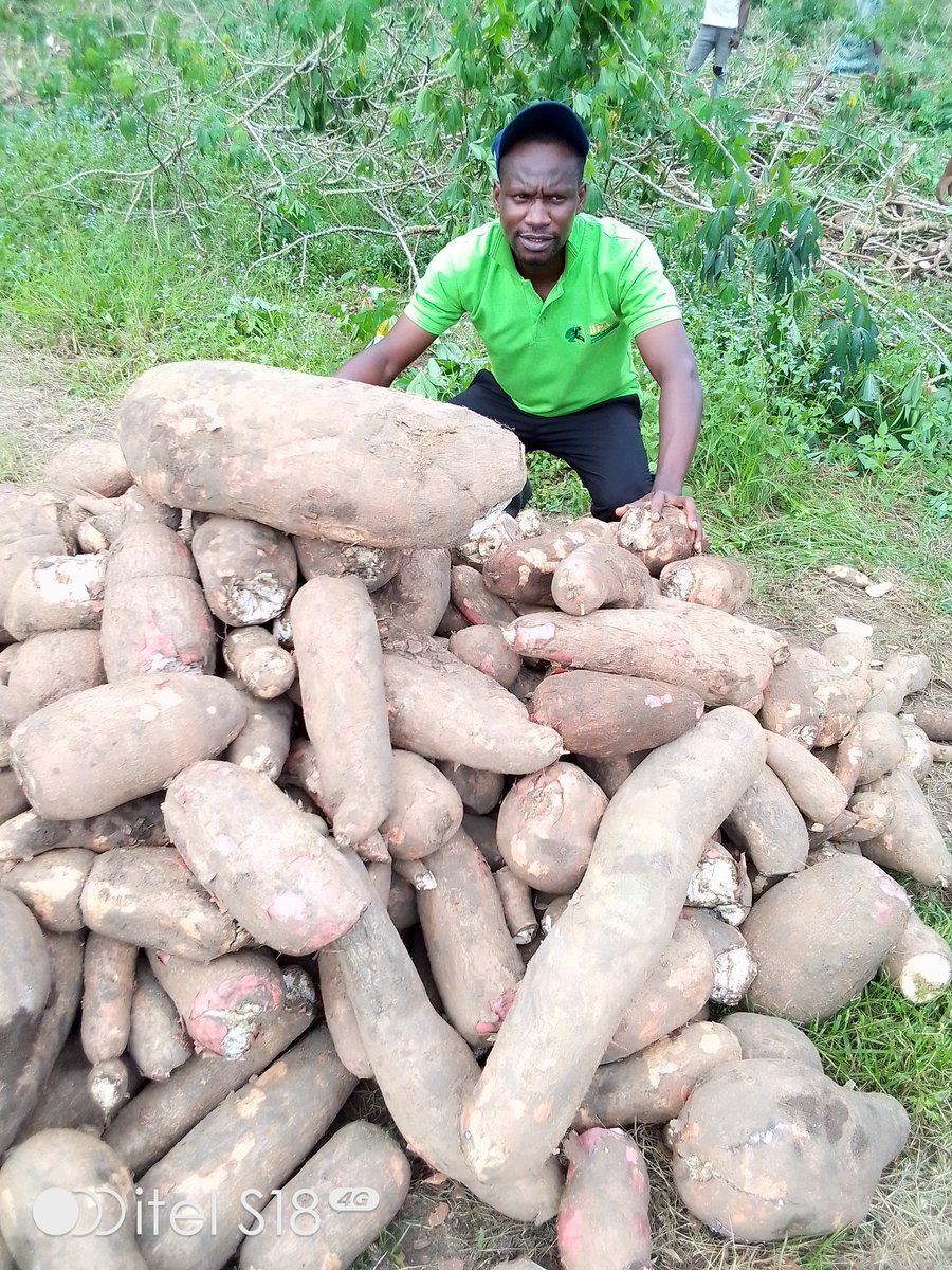 AtuAndrew's tweet photo. With Good Agricultural Practices, improved crop variety and management farmers can smile to the Bank. This cassava tuber weighed 11.3kg, imagine what will come out from 1ha of farmland. https://t.co/iD1nEoxvTh