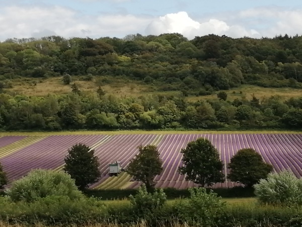 Glendabuzz's tweet photo. Harvesting the lavender at #Castlefarm. It looks like there is one photo on top of another https://t.co/DKvXgBzEQY