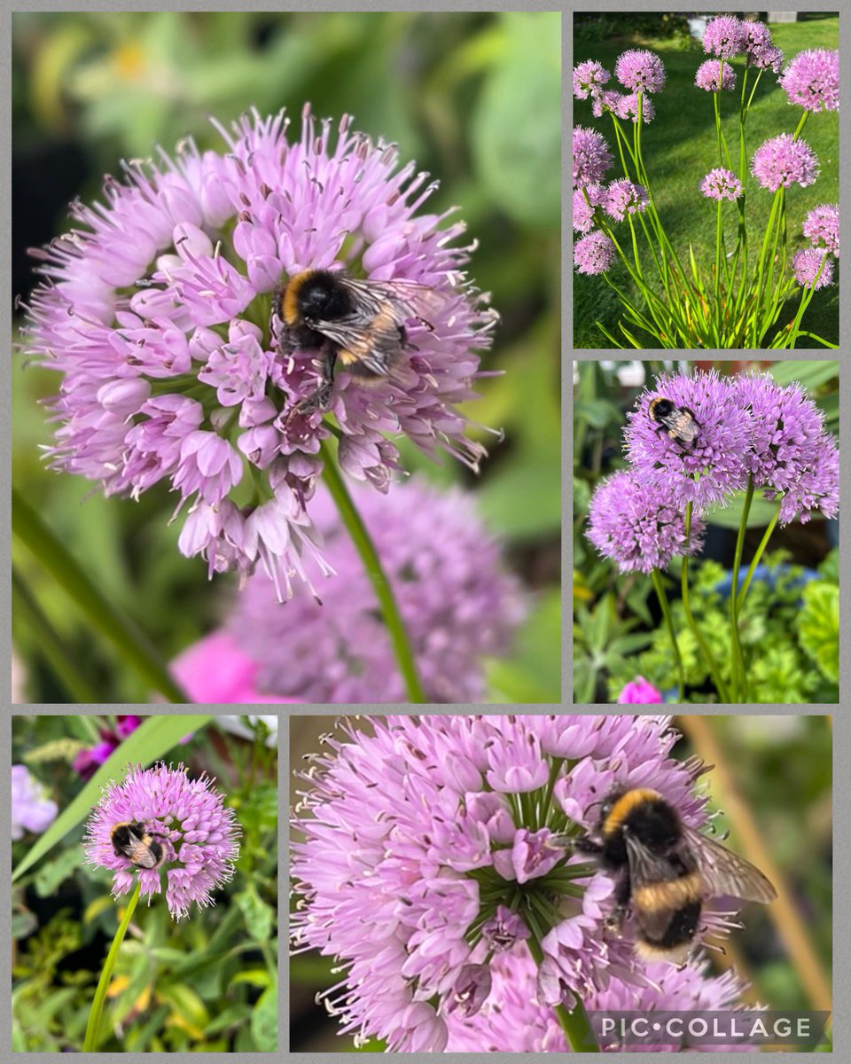 Contrary_Clare's tweet photo. I’m a huge fan of #alliums, especially summer flowering ones like these Millenium. The #bees absolutely love them too; I just can’t help snapping each time I walk past them! Happy Friday everyone! 💜💕🌸🐝🐝🐝 #FlowersOnFriday #mygarden #FlowersOfTwitter #GardeningTwitter https://t.co/8C64oiRoSk