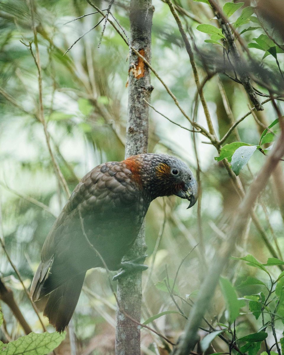 DavidTraaceur's tweet photo. Easily the coolest birds in Nz.
The Kea and Kākā. https://t.co/iD58czVH3f