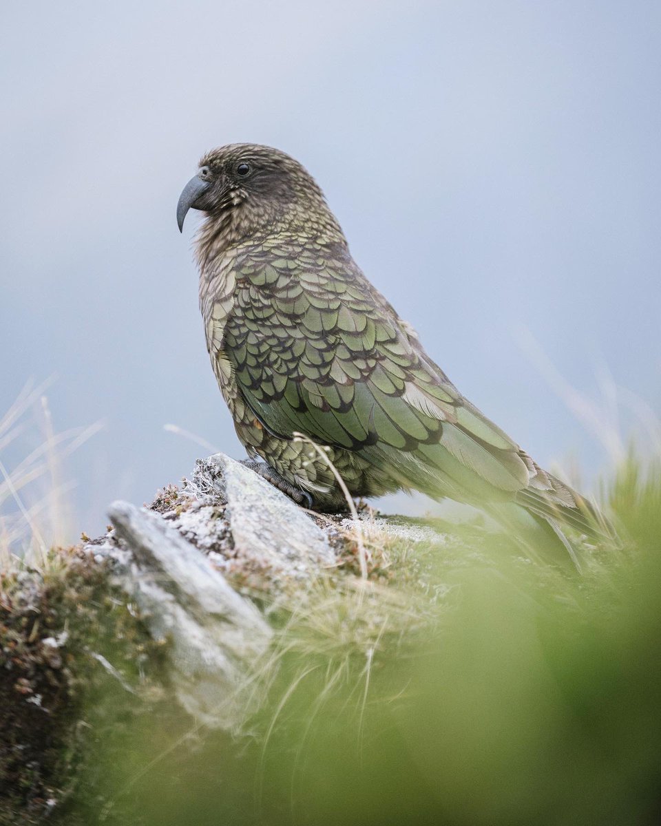 DavidTraaceur's tweet photo. Easily the coolest birds in Nz.
The Kea and Kākā. https://t.co/iD58czVH3f