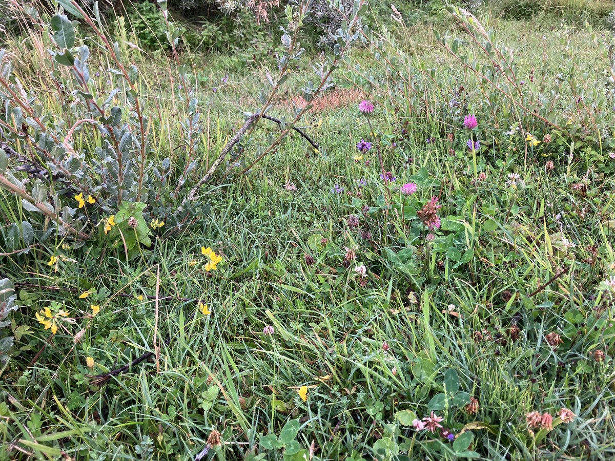 witblok's tweet image. #hardlopen wassenaarseslag. @staatsbosbeheer . Schitterend. Anti-tankwal (die opeens ophield). 😂👍