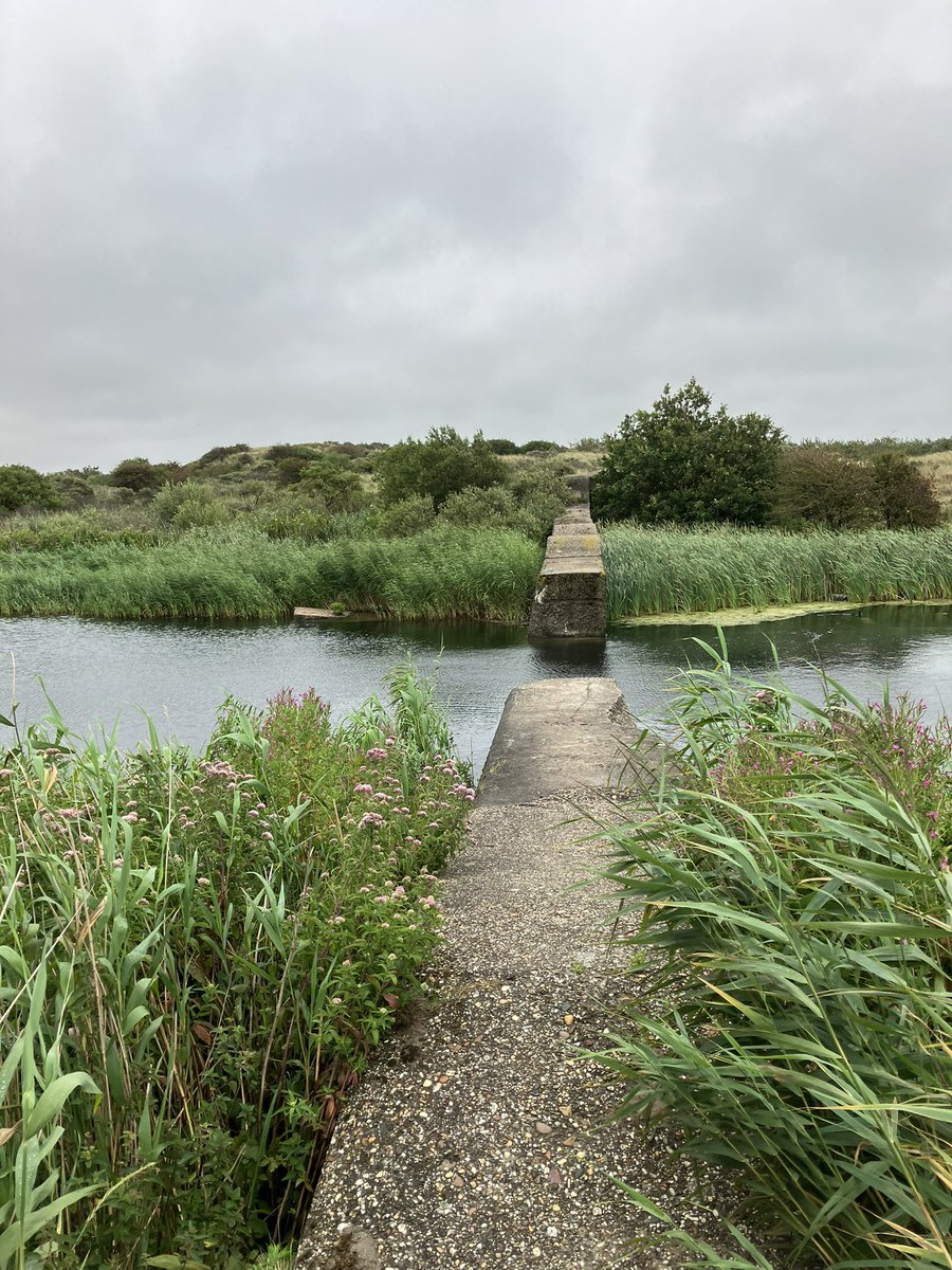 witblok's tweet image. #hardlopen wassenaarseslag. @staatsbosbeheer . Schitterend. Anti-tankwal (die opeens ophield). 😂👍