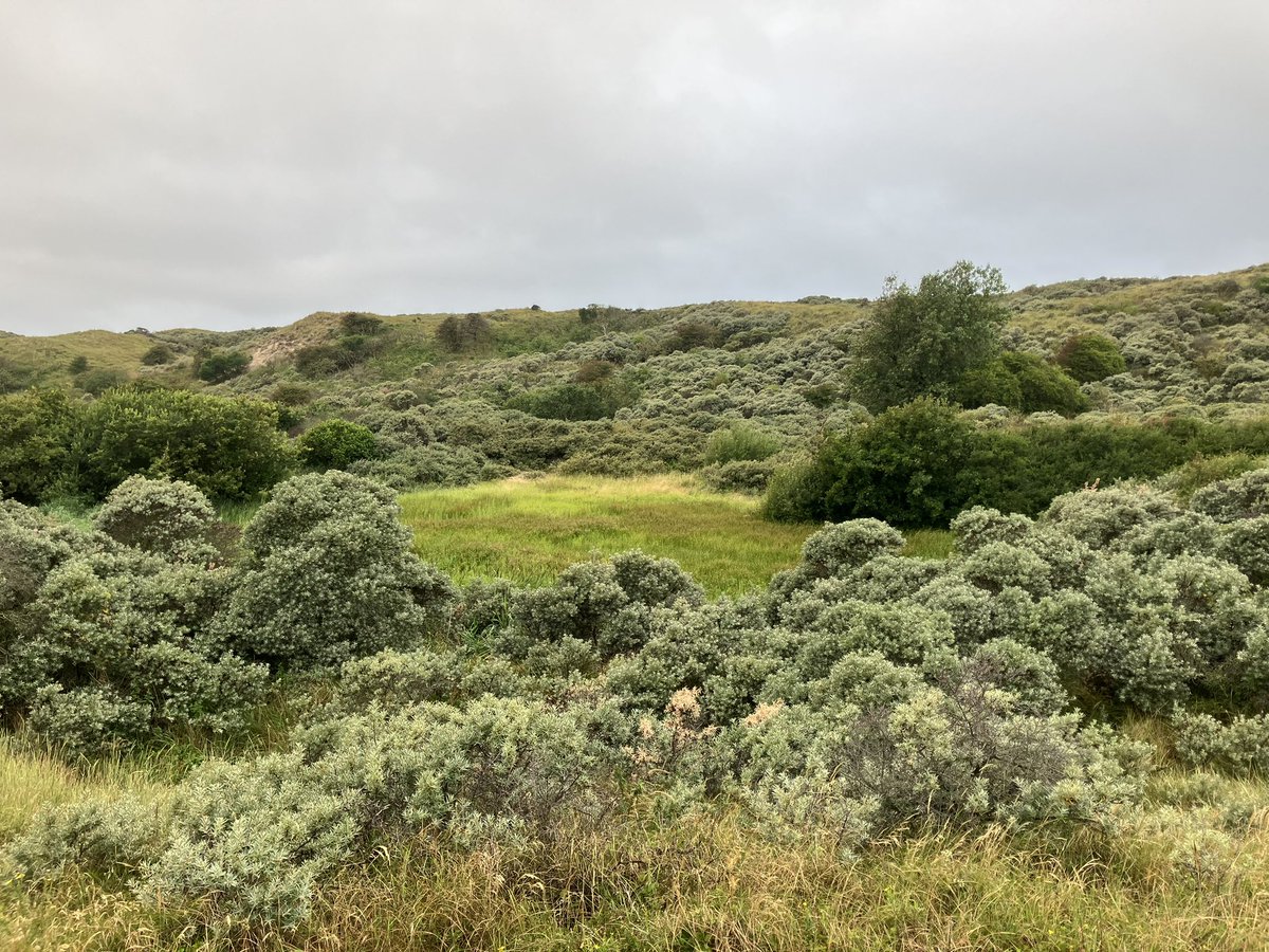 witblok's tweet image. #hardlopen wassenaarseslag. @staatsbosbeheer . Schitterend. Anti-tankwal (die opeens ophield). 😂👍