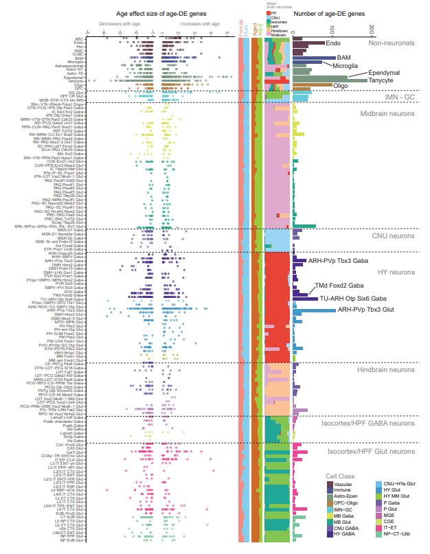 Cell-type specific molecular signatures of aging revealed in a brain-wide transcriptomic cell-type atlas 🫶
👉 ~1.2 million single cells, young adult and aged mice, both sexes, multiple brain areas
👉 greatest changes in non-neuronal cell types
biorxiv.org/content/10.110…