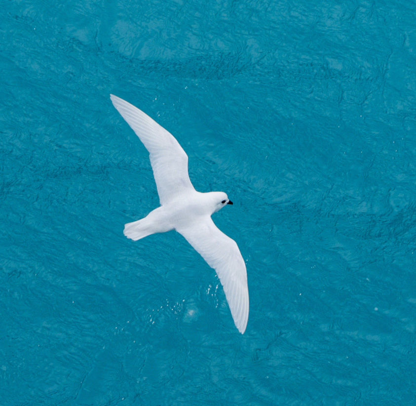 SouthGeorgiaHT's tweet photo. On #WorldConservationDay we celebrate some lesser known #birds on #SouthGeorgia. #SGHT @ FOSGI_News support @GovSGSSI and the South Atlantic  #Biosecurity Detector Dogs to help protect SG from invasive species.

Bird images Larry Kudryk 
 #Conservation #HabitatRestoration https://t.co/mps3UblDkx
