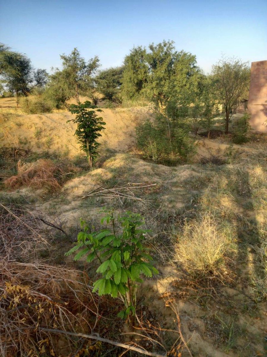 Gautam_SinghIRS's tweet image. Sadly, it's much easier to create a desert than a forest.
#plantatree #saveearth
@TreeManOfDesert