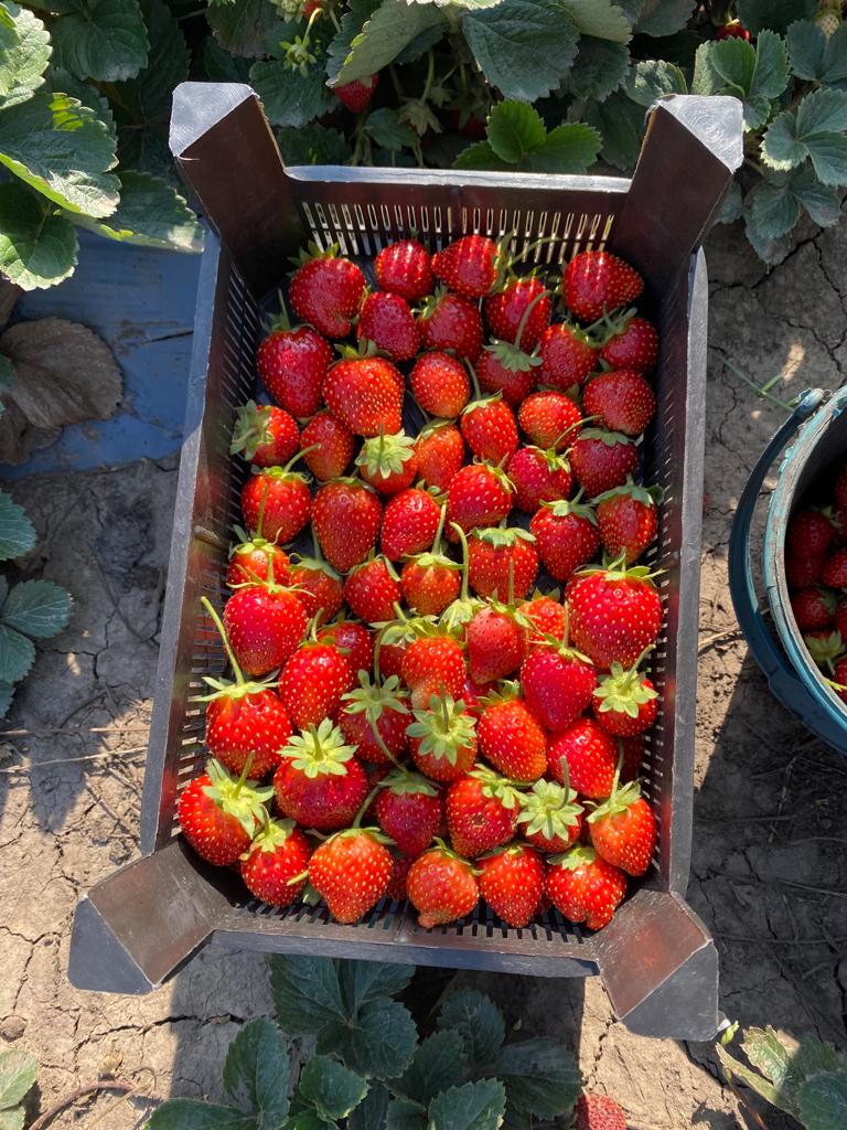 #CasoDeÉxito📷📷 #Azerbaijan, aunque quedan 60 días para el final de la temporada, los campos de #fresas siguen teniendo un aspecto muy vivo y joven.  #45añosCodiagro #clientessatisfechosCodiagro Azerbaycan