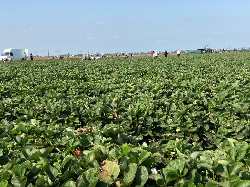_Codiagro's tweet photo. #CasoDeÉxito📷📷 #Azerbaijan, aunque quedan 60 días para el final de la temporada, los campos de #fresas siguen teniendo un aspecto muy vivo y joven.  #45añosCodiagro #clientessatisfechosCodiagro Azerbaycan https://t.co/n3kFZ2gVLs