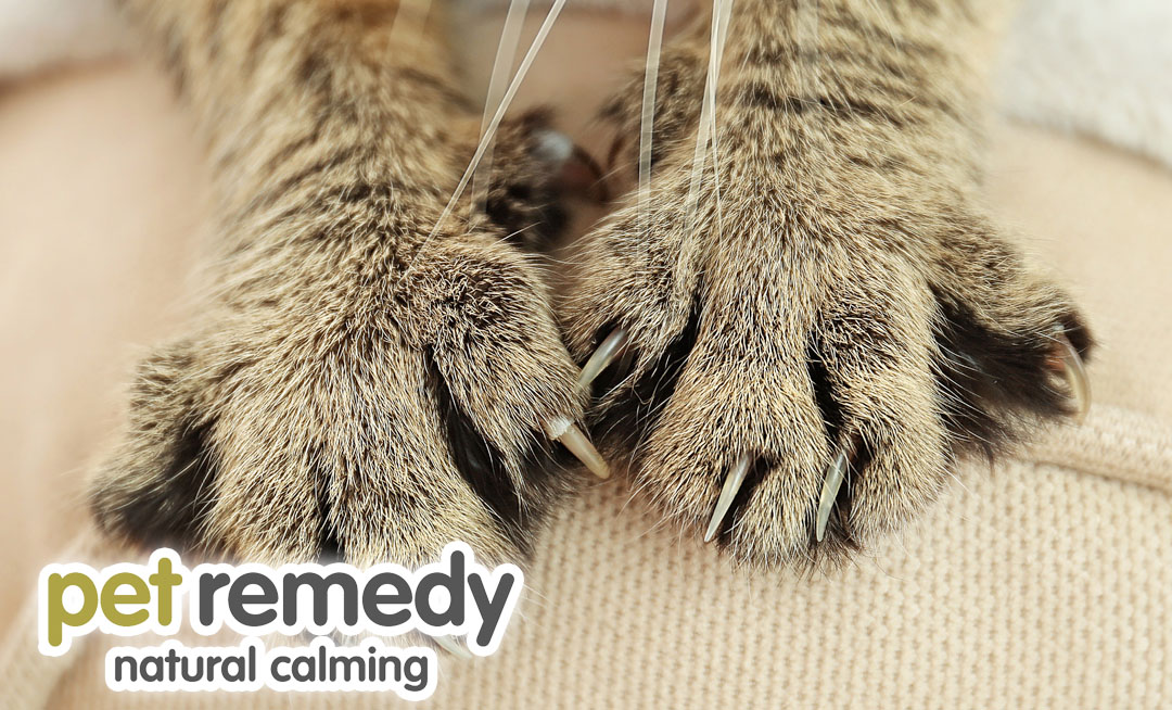 Recognizing signs of stress in your cat is crucial to ensure their well-being and address any potential issues. petremedy.co.uk/how-to-recogni… #CatsOfTwitter #KittensOfTwitter #petremedy #catstress