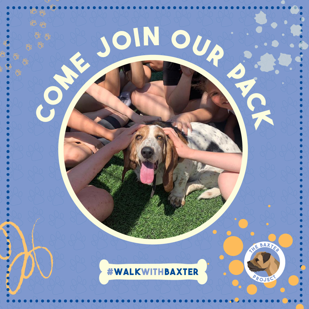 Our furry friends and wellbeing practitioners are ready to make a positive impact on your students! Sign up to the Baxter Project and let's work together to promote wellbeing at your school 👉hello@tagroup.org.uk #PositiveImpact #PromoteWellbeing #JoinOurPack