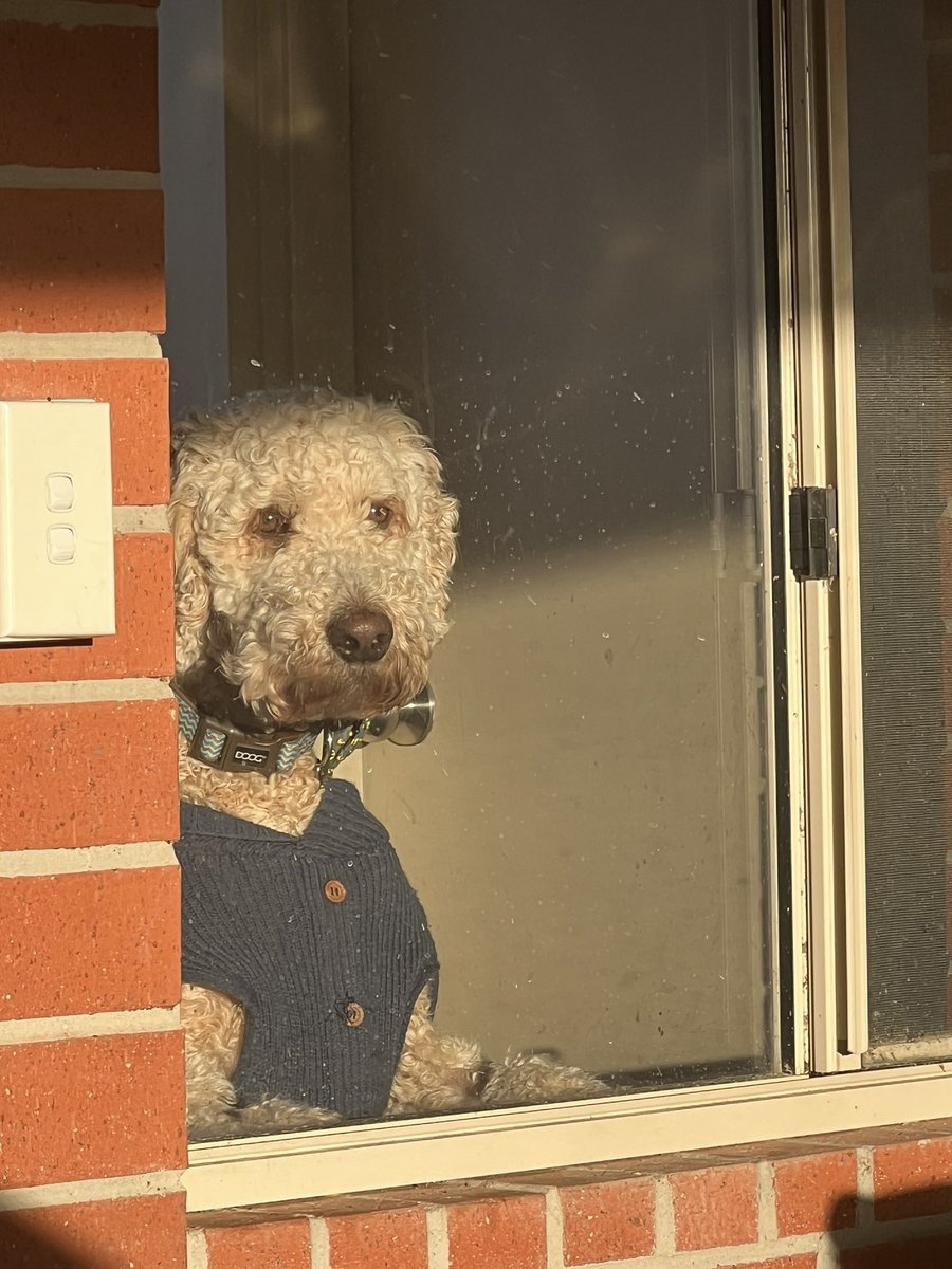 Natinsurbroker's tweet photo. Deep in thought wondering how many jumpers will be needed once the gas tap to Victoria is turned off.
#dangasban #doomsdaydan #springst #timetogodan #dogsoftwitter https://t.co/xs7wOfMQeB